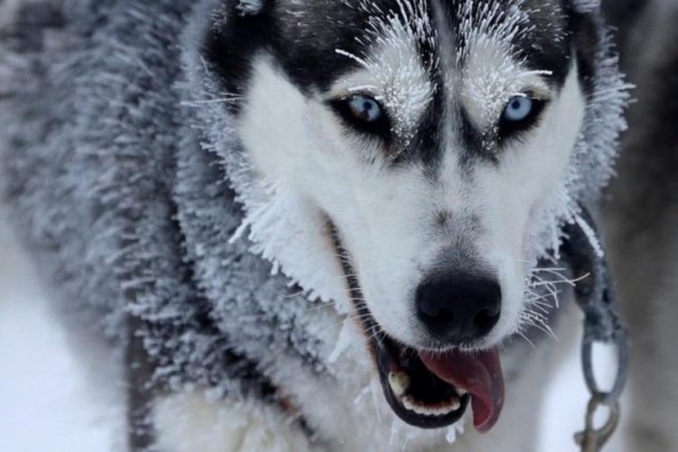 Mikrodalga fırını çalıştıran köpek yangın çıkardı