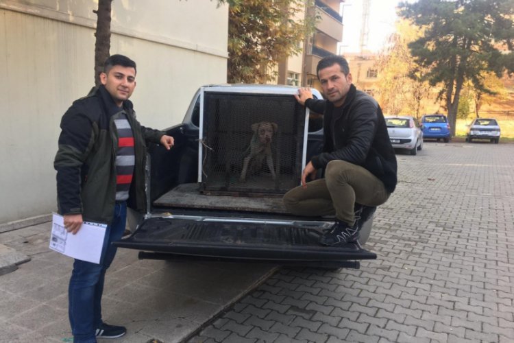 Pitbull cinsi köpeğe el konuldu