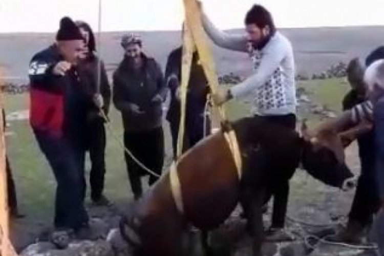 Kuyuya düşen boğa için seferber oldular