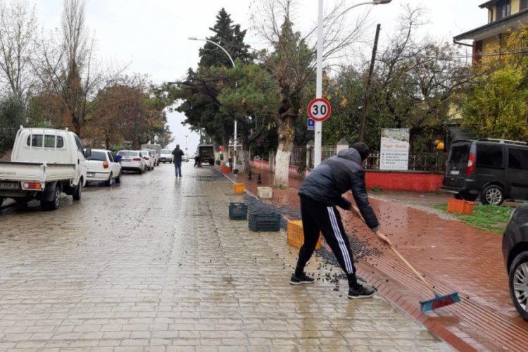 Bursa'da 450 kilo zeytin yola saçıldı