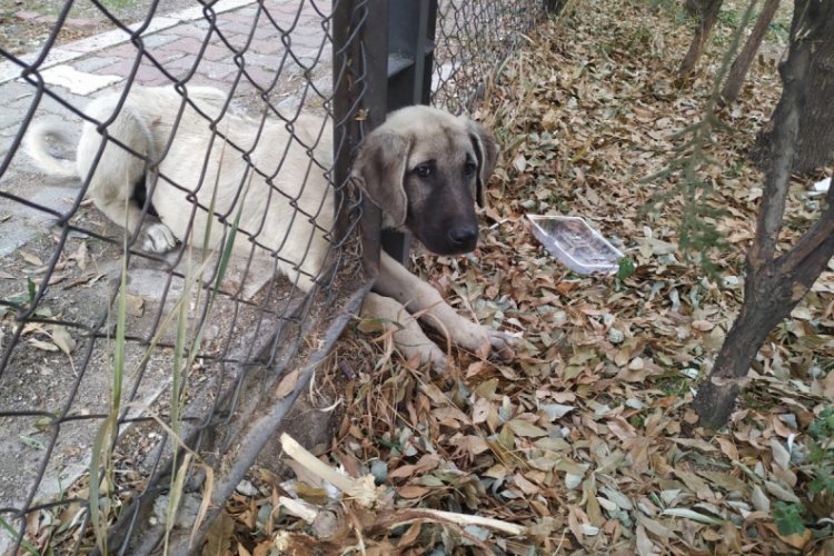 Kafası tel örgüye sıkışan köpeği itfaiye kurtardı