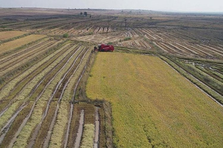 ''Beyaz altın'' sofralar için hazırlanıyor