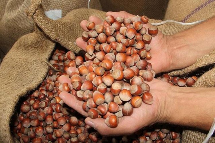 Ticaret borsalarında yaklaşık 470 bin ton fındık işlem gördü
