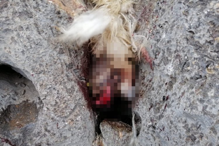Sürüden ayrılan koyunları kurt kaptı