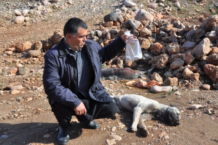 Gebe köpek zehirlenerek itlaf edildi