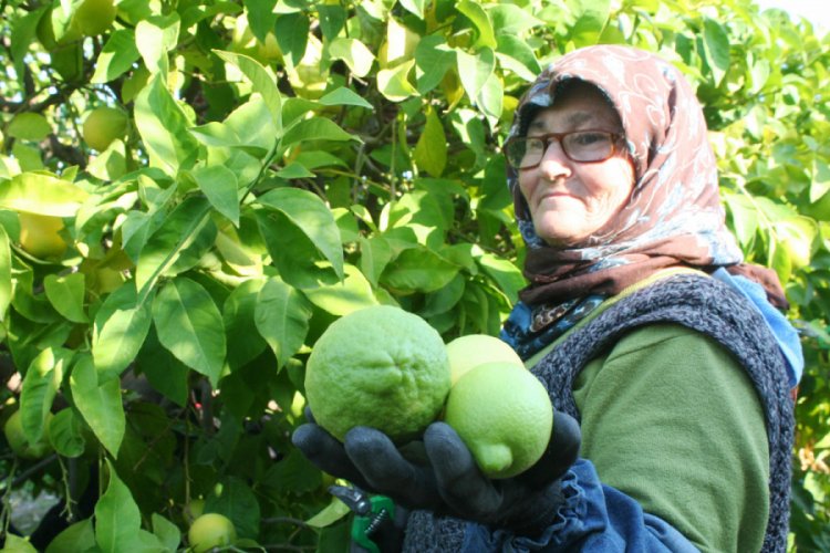 Coğrafi işaretli lamas limonu, üreticinin yüzünü güldürdü