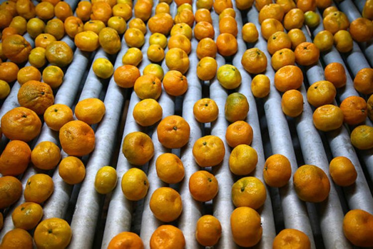 Narenciye ihracatından 560 milyon dolar gelir