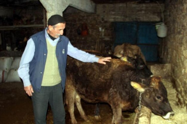 Jandarmadan ''Başıboş gezen ineğe trafik cezası'' başlıklı haberlere ilişkin açıklama yapıldı