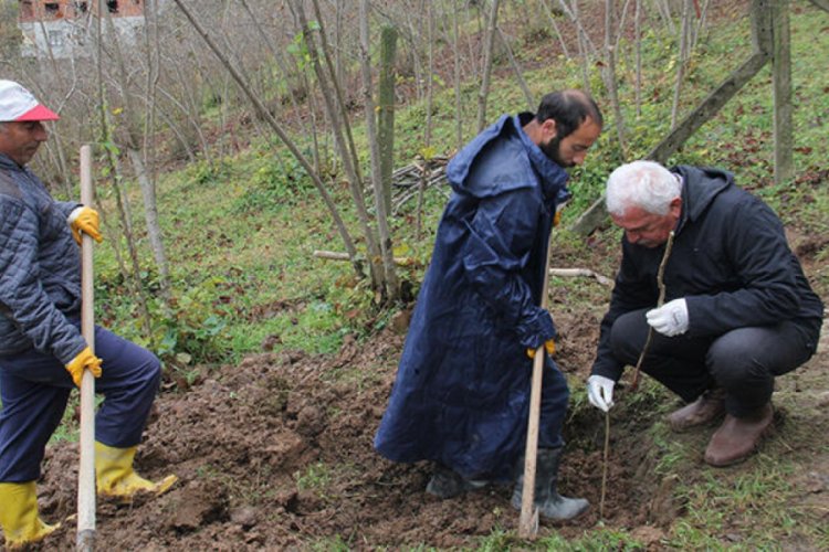 7 bin fındık fidanı tek gövdeli dikildi