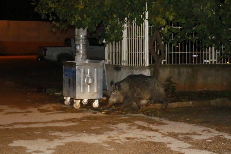 Aç kalan yaban domuzu şehre indi