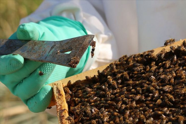 Bağışıklığı destekleyen propolis, antibiyotiğe gereksinimi azaltıyor