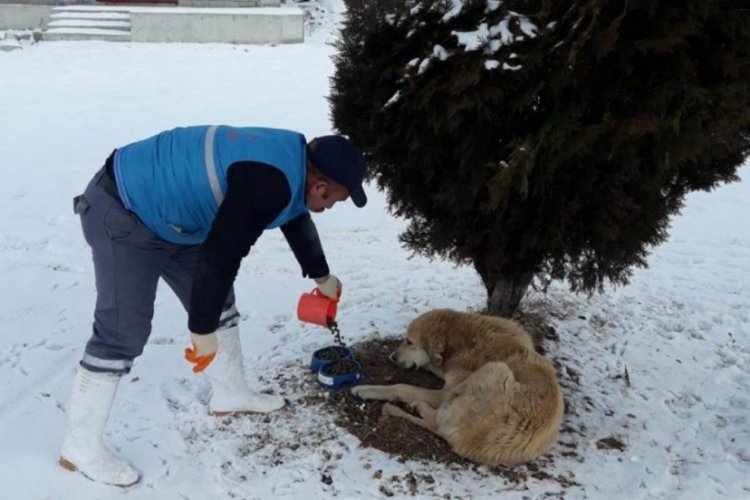 Belediyeler sokak hayvanlarını unutmadı
