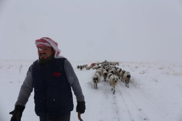 Tipide mahsur kalan 2 çoban ve koyun sürüsü belediye ekipleri tarafından kurtarıldı