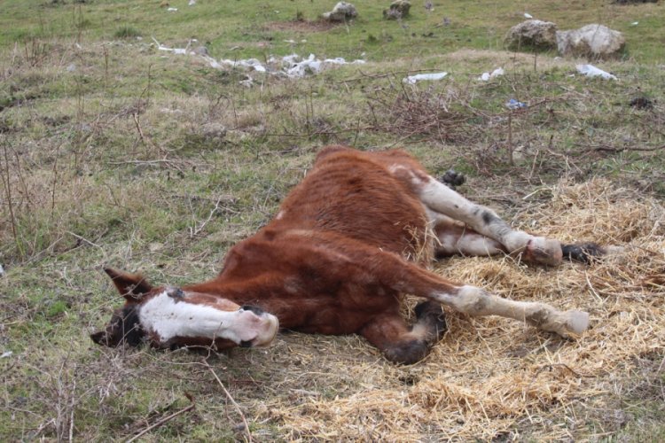Sahipsiz yaralı atlara kadınlar sahip çıkıyor