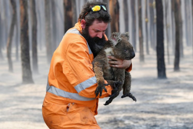 Koala, kendisine uzatılan şişeden su içerken boğularak öldü