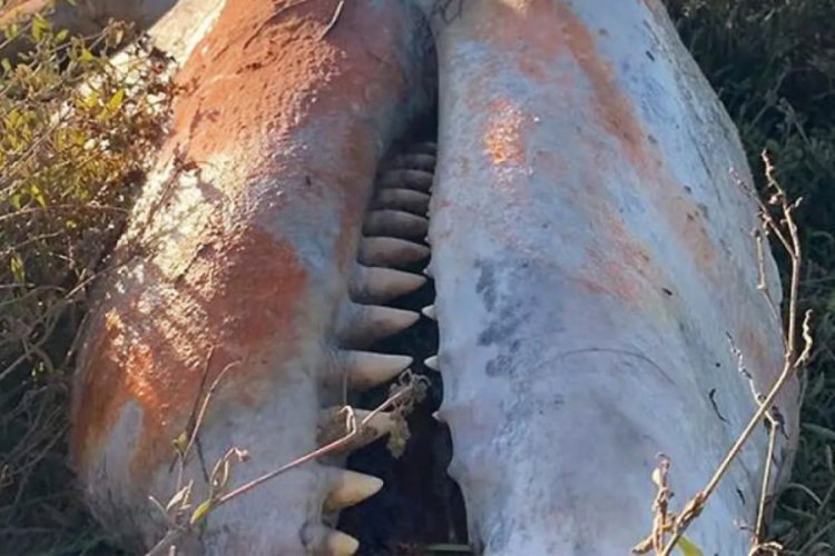 İngiltere'de karaya vuran balinanın midesinden plastik parçaları çıktı