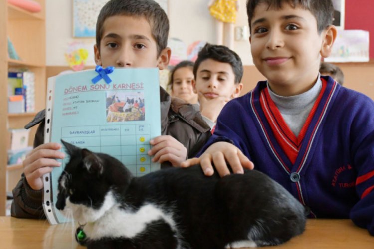 Sokak kedisi 'Hüsnü'ye de karnesi verildi