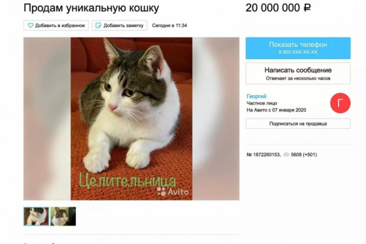 Rus kedisi binlerce dolara satışa çıkarıldı