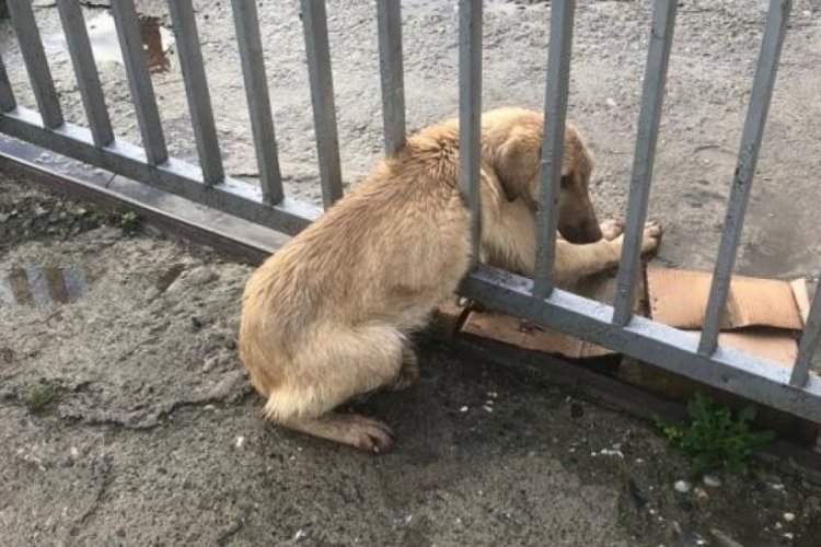 Demir parmaklıklara sıkışan köpeği trafik ekipleri kurtardı