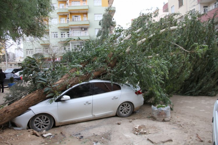 Şiddetli rüzgar dev ağacı otomobilin üzerine devirdi