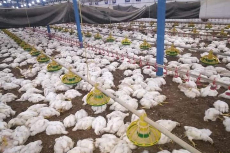Havalandırma fanları arızalanan çiftlikte 27 bin 500 tavuk telef oldu