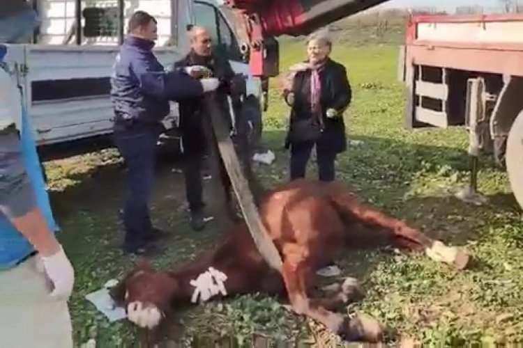 Bursa'da aç bırakıp ölüme terk ettiler