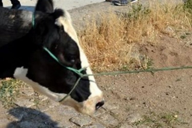 Bursa'da 'şap' karantinası başlatıldı!