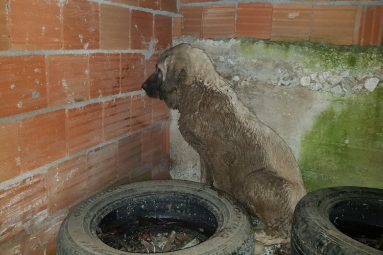 Bursa'da gübreye batan köpeği itfaiye kurtardı