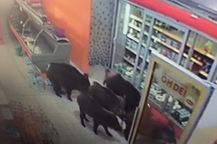 Bursa'da mahalleye inen domuzlar markete girdi