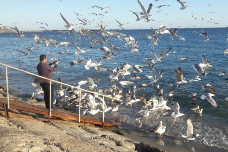 Martılar 50 kilo balık artığını kaşla göz arasında bitirdi