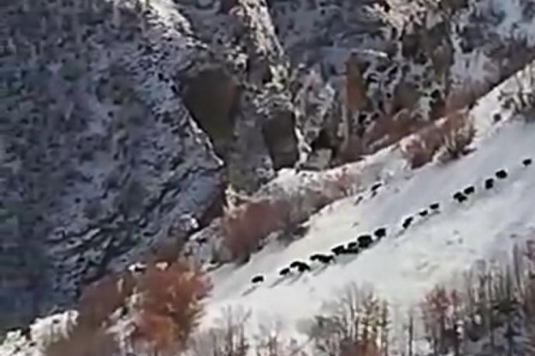 Olur kırsalında domuz sürüsü görüntülendi