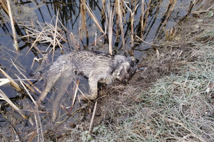 Fabrikada bakılan 2 köpek ölü bulundu