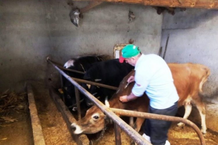 Hayvanların zorunlu aşılarını yaptırmayanlara para cezası