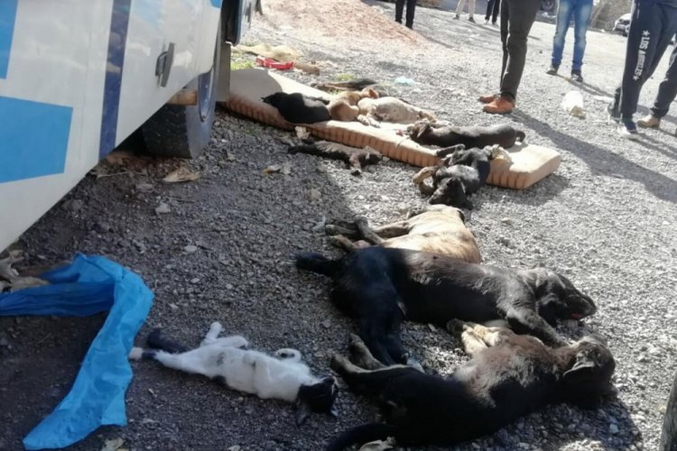 Zehirli et verilen 9 köpek ve 3 kedi öldü