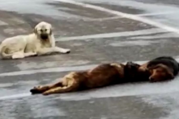 Otomobilin çarptığı köpek öldü, diğer 2 köpek başından ayrılmadı