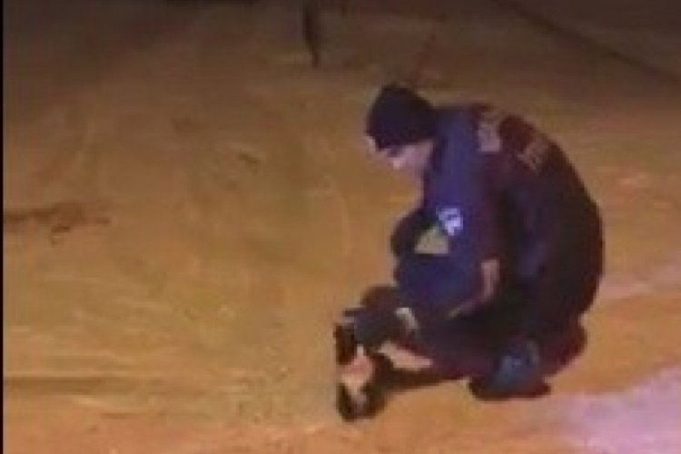 Mahsur kalan kediyi itfaiye kurtardı