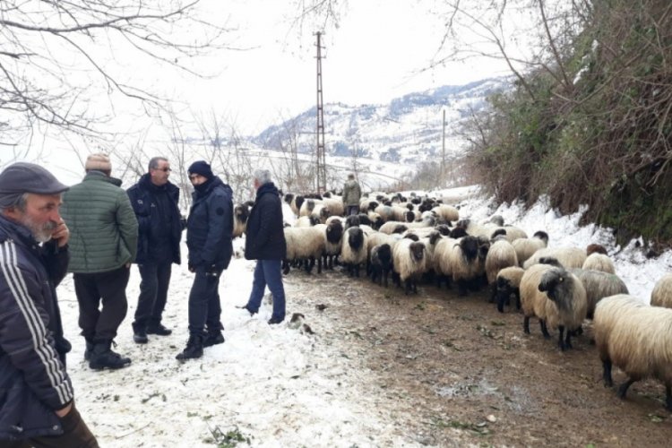 Giresun'da aç kalan yaban hayvanları koyun sürüsüne saldırdı