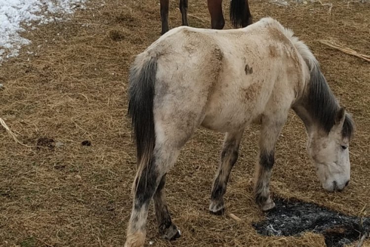Donmak üzere olan sahipsiz atlar kurtarıldı