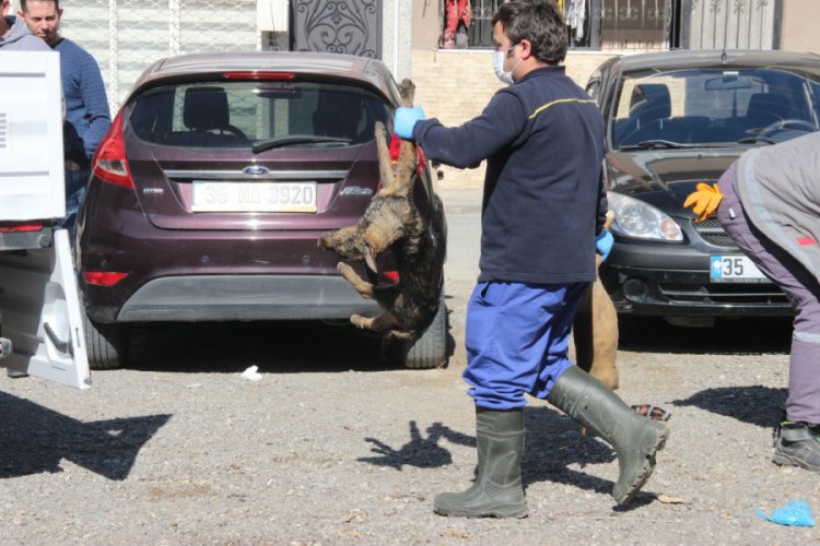 9 köpek ve 2 kedi yavrusu zehirlenerek öldürüldü