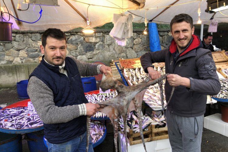 Bursa'da 3 metrelik ahtapot ilgi odağı oldu