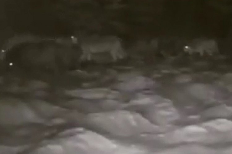 Aç kalan kurtlar köye indi