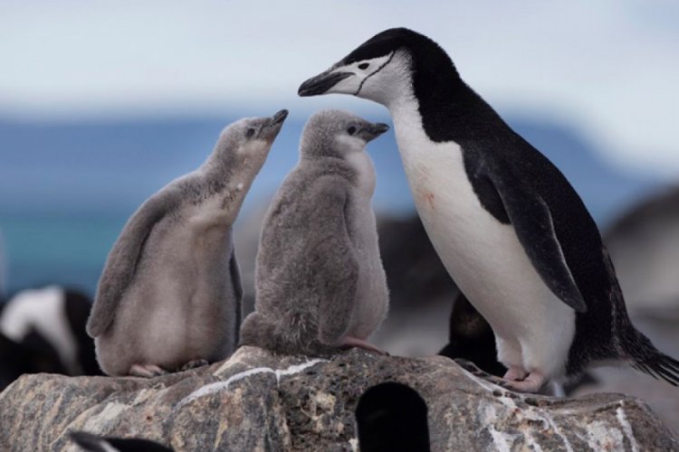 Çember sakallı penguen sayısında hızlı düşüş
