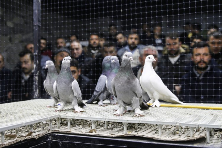 Güvercinler mezatlarda binlerce liraya alıcı buluyor