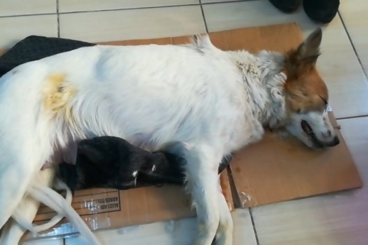 Köpeğe taş atan şahıs hakkında suç duyurusu