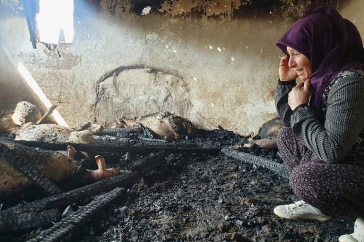 Yangında 26 koyunu telef olan kadın gözyaşlarına boğuldu