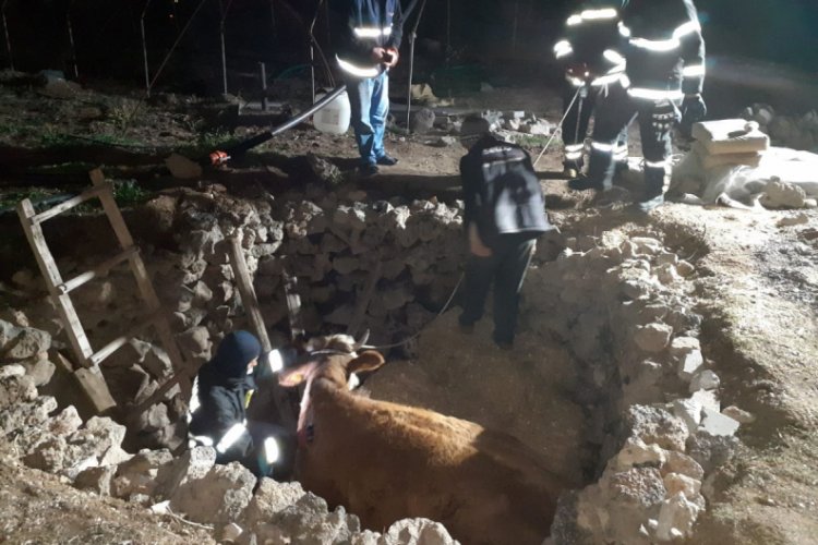 Fosseptik çukuruna düşen hamile inek kurtarıldı