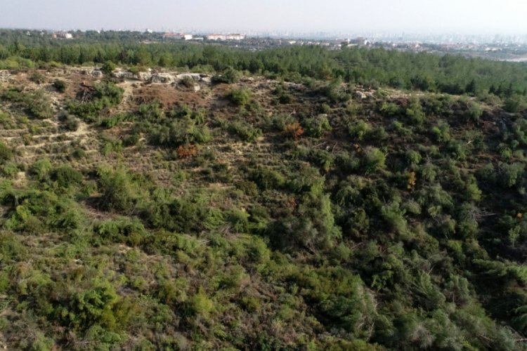 Bir gecede bin 511 ağaç kesen şahıs serbest bırakıldı