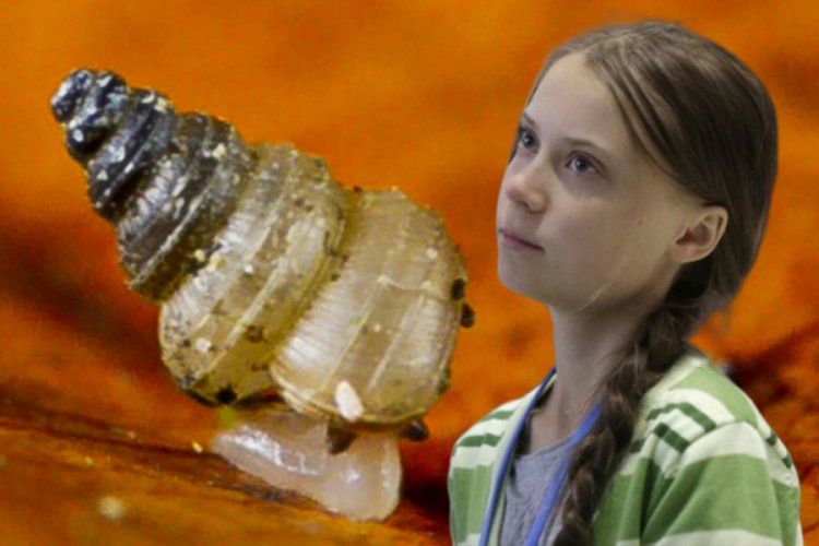 Bir salyangoz türüne Greta Thunberg'in adını verildi