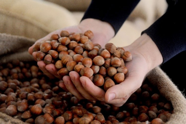 Ocak ayında 2 bin 334 ton fındık ihraç edildi