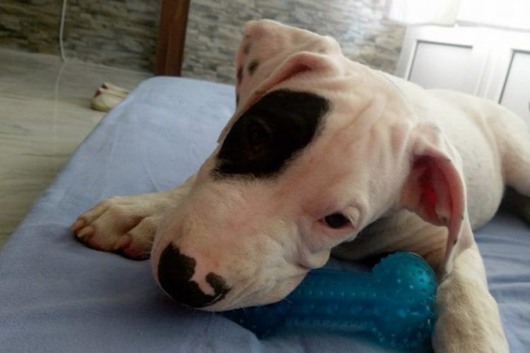 Köpeğini bulana 5 bin lira ödül verecek